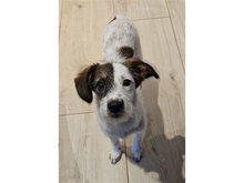 LEVYA, Hund, Mischlingshund in Schwalbach