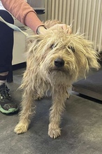 PATIKA, Hund, Mischlingshund in Ungarn