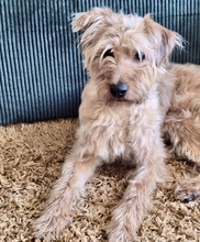PATIKA, Hund, Mischlingshund in Gevelsberg