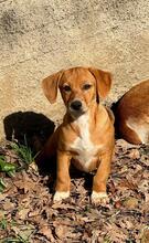 SANDORAH, Hund, Mischlingshund in Italien