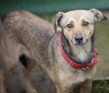 LOVE, Hund, Mischlingshund in Rumänien