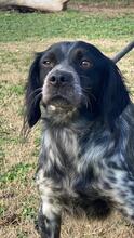 SAMIRA, Hund, Bretonischer Spaniel in Italien