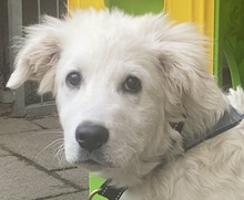 NEVE, Hund, Herdenschutzhund-Mix in Wuppertal