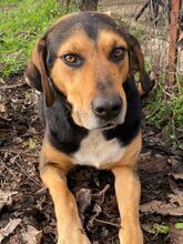 IVAN, Hund, Mischlingshund in Griechenland