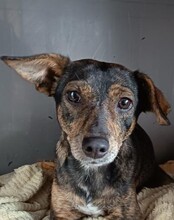 SISSI, Hund, Mischlingshund in Italien