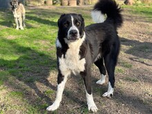 BAZ, Hund, Mischlingshund in Aerzen