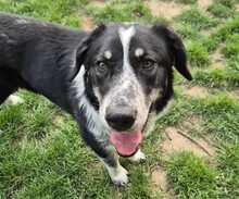 TALAK, Hund, Mischlingshund in Aerzen