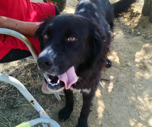 SANDY, Hund, Mischlingshund in Griechenland