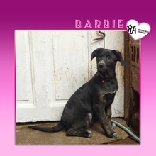 BARBIE, Hund, Mischlingshund in Bulgarien