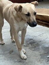 ARNO, Hund, Mischlingshund in Rumänien