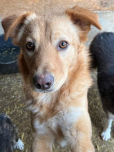 FRANKIE, Hund, Mischlingshund in Rumänien
