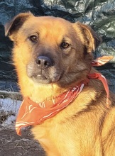 MERLE, Hund, Mischlingshund in Rumänien