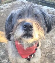 BARTHOLOMEA, Hund, Mischlingshund in Rumänien