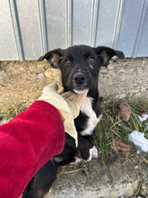 ELIZA, Hund, Mischlingshund in Neustadt