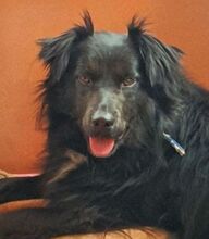 RINA, Hund, Flat Coated Retriever-Mix in Weilrod