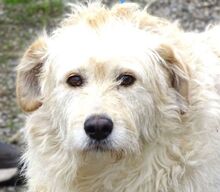 BELLA, Hund, Mischlingshund in Kakenstorf