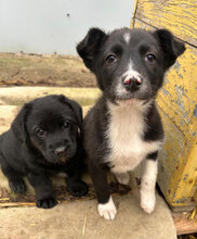 ACHITA, Hund, Mischlingshund in Rumänien