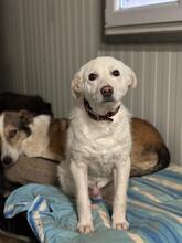 PHIL, Hund, Mischlingshund in Rumänien