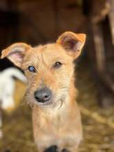 JUDY, Hund, Mischlingshund in Rumänien