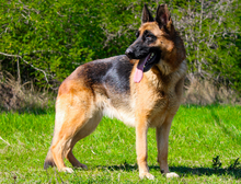 LISA, Hund, Schäferhund in Berlin