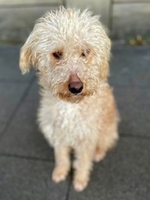 GEORGE, Hund, Mischlingshund in Nürnberg