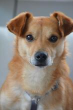 CALAO, Hund, Mischlingshund in Engelskirchen