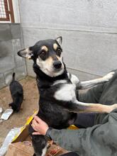 OLYMPIA, Hund, Mischlingshund in Hamburg