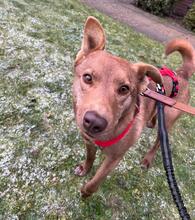 MATYSEK, Hund, Mischlingshund in Berlin