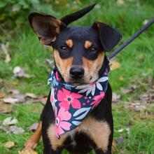 VITALINA, Hund, Mischlingshund in Hamburg