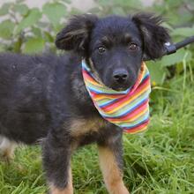 JEFFERSON, Hund, Mischlingshund in Hamburg