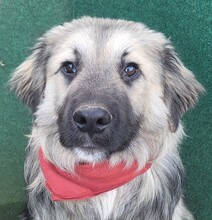 HOWARD, Hund, Mischlingshund in Rumänien