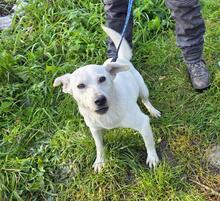 HAPPY, Hund, Mischlingshund in Hamburg