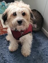 DUSTY, Hund, Mischlingshund in Rumänien