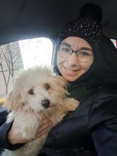 OREO, Hund, Mischlingshund in Rumänien