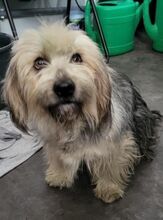 CLEO, Hund, Mischlingshund in Rumänien