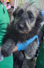 CARLINA, Hund, Mischlingshund in Rumänien