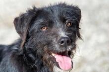 PUFFI, Hund, Mischlingshund in Wolgast