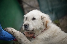 ZEUS, Hund, Mischlingshund in Rumänien