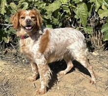 ELI, Hund, Bretonischer Spaniel in Mannheim
