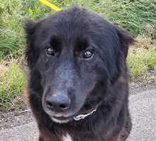 TOBI, Hund, Mischlingshund in Mülheim