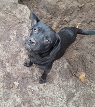 BENE, Hund, Mischlingshund in Gnarrenburg