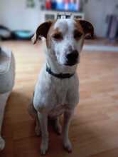 BÄRBEL, Hund, Mischlingshund in Grevenbroich