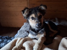 BJARNE, Hund, Mischlingshund in Gnarrenburg