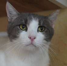 ROMEO, Katze, Europäisch Kurzhaar in Bulgarien