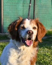 GIOTTO, Hund, Bretonischer Vorstehhund in Italien