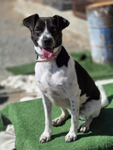 ERA, Hund, Mischlingshund in München