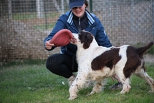ULK, Hund, English Springer Spaniel in Italien