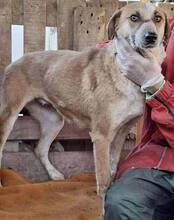 MARRY, Hund, Mischlingshund in Rumänien