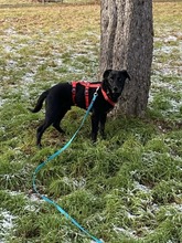 ZORRO, Hund, Labrador-Mix in Reutlingen