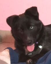 DONNA, Hund, Mischlingshund in Neustadt